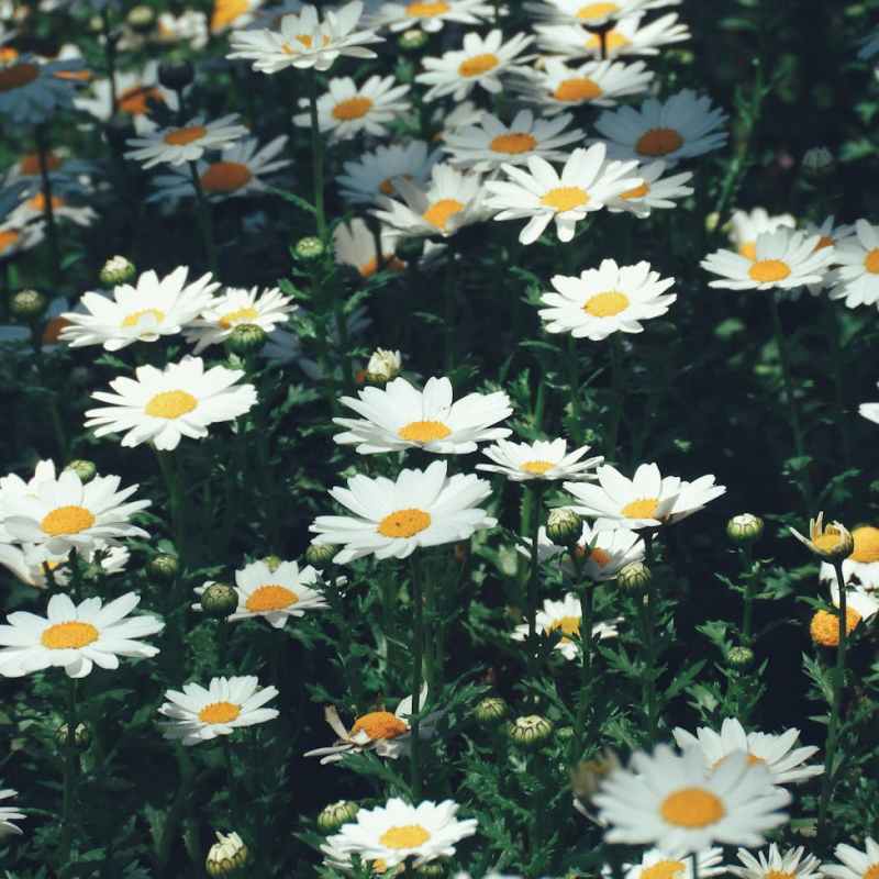 Parisen kuukautta palliatiivisella